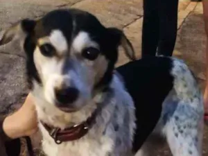 Cachorro raça SRD idade 6 ou mais anos nome Nao sei, Meg