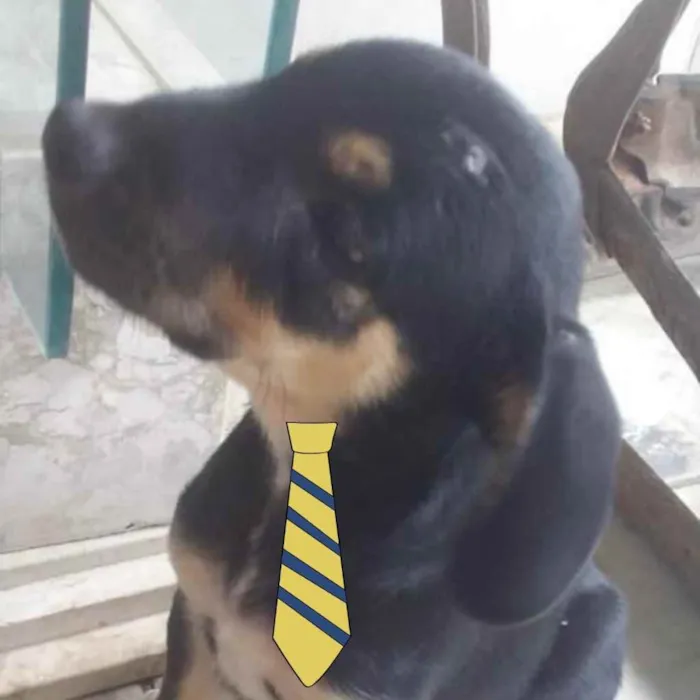 Cachorro ra a Mestiço  idade 2 a 6 meses nome Zeus 
