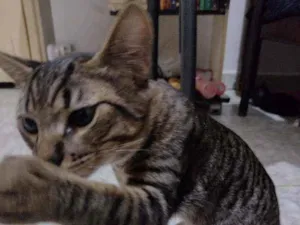 Gato raça RND idade 7 a 11 meses nome Tonzinho