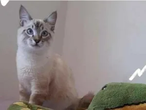 Gato raça SRD-ViraLata idade 7 a 11 meses nome Sem nome 
