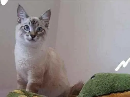 Gato ra a SRD-ViraLata idade 7 a 11 meses nome Sem nome 