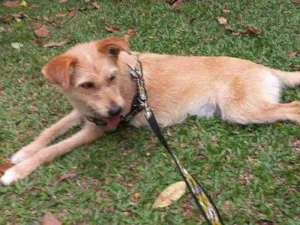 Cachorro raça SRD-ViraLata idade 1 ano nome Leona