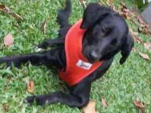 Cachorro raça SRD-ViraLata idade 7 a 11 meses nome Jade