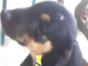 Cachorro raça Mestiço  idade 2 a 6 meses nome Zeus 
