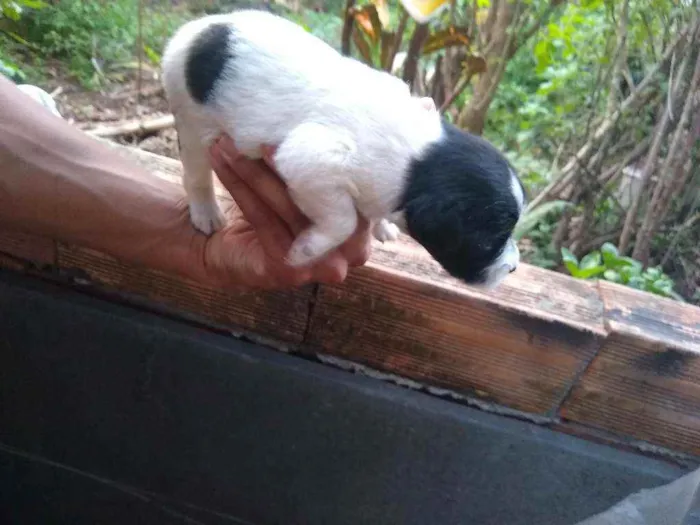 Cachorro ra a Indefinido  idade Abaixo de 2 meses nome Sem nome 