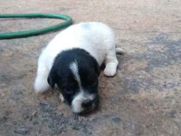 Cachorro ra a Indefinido  idade Abaixo de 2 meses nome Sem nome 