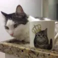 Darwin e Sophia