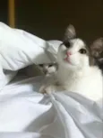Darwin e Sophia
