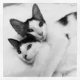 Darwin e Sophia