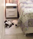 Darwin e Sophia