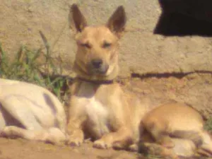 Cachorro raça Vira-lata idade 1 ano nome Luna