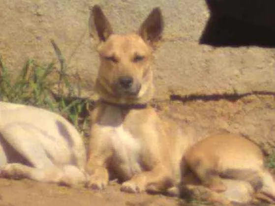 Cachorro ra a Vira-lata idade 1 ano nome Luna