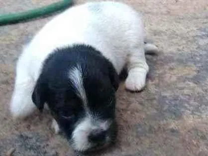 Cachorro ra a Indefinido  idade Abaixo de 2 meses nome Sem nome 