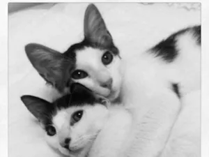 Gato raça srd idade 6 ou mais anos nome Darwin e Sophia 
