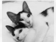 Darwin e Sophia