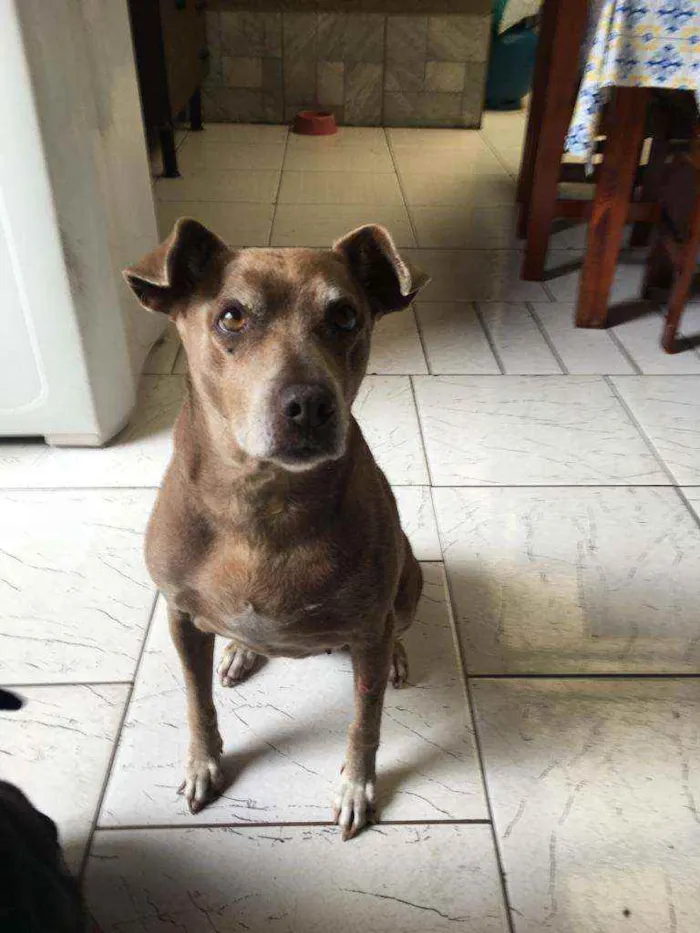 Cachorro ra a  idade 6 ou mais anos nome Any