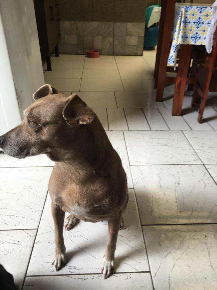 Cachorro ra a  idade 6 ou mais anos nome Any