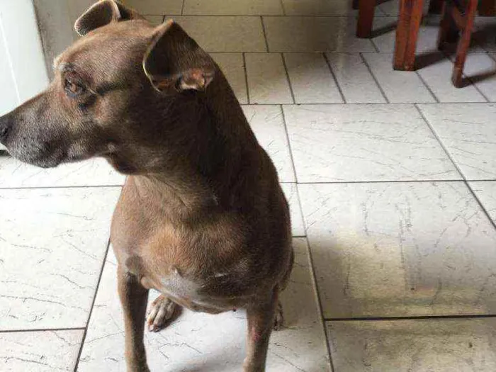 Cachorro ra a  idade 6 ou mais anos nome Any