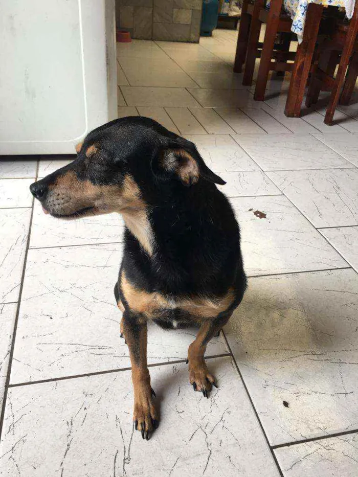 Cachorro ra a  idade 6 ou mais anos nome Mel