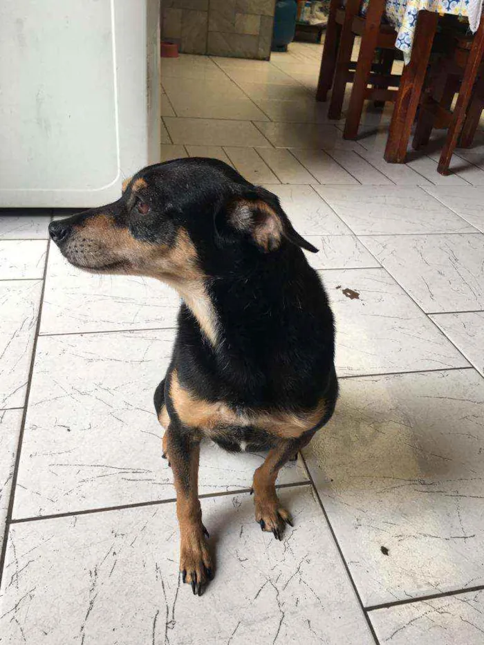 Cachorro ra a  idade 6 ou mais anos nome Mel