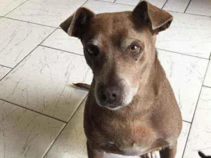 Cachorro raça  idade 6 ou mais anos nome Any