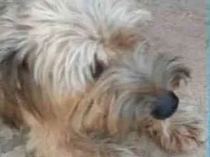 Cachorro ra a indefinida idade 5 anos nome bolinha