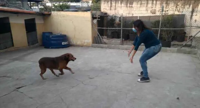 Cachorro ra a Srd idade 6 ou mais anos nome Bethoven