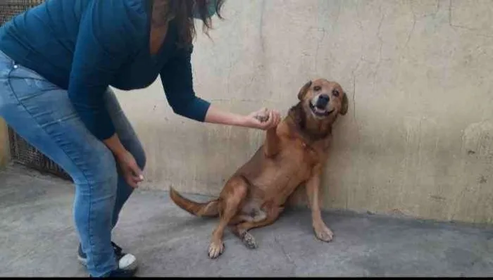 Cachorro ra a Srd idade 6 ou mais anos nome Bethoven