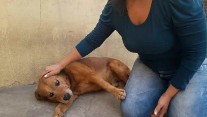 Cachorro ra a Srd idade 6 ou mais anos nome Bethoven