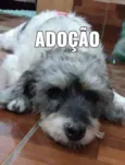 COQUINHO