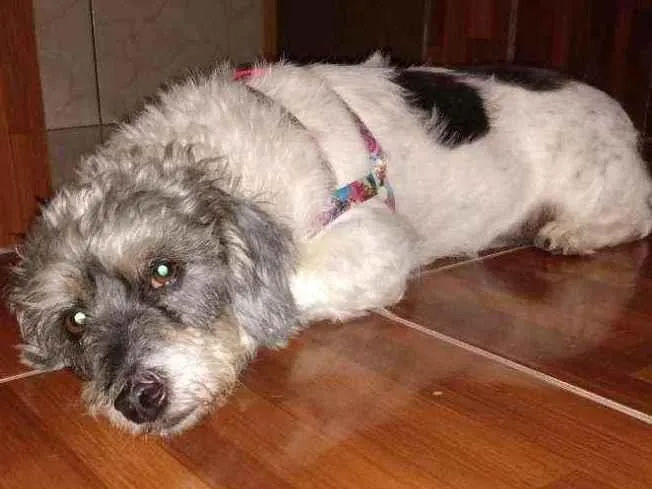 Cachorro ra a SRD idade 4 anos nome COQUINHO