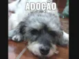 COQUINHO