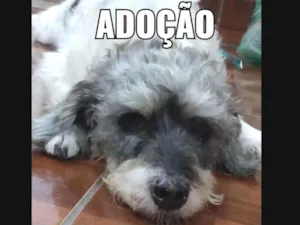 Cachorro raça SRD idade 4 anos nome COQUINHO