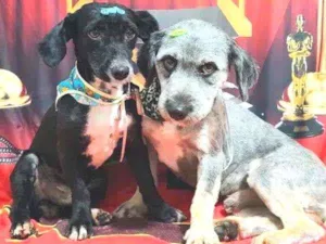 Cachorro raça Srd idade 1 ano nome Pingo e Tony