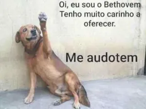 Cachorro raça Srd idade 6 ou mais anos nome Bethoven