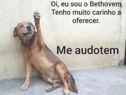 Cachorro ra a Srd idade 6 ou mais anos nome Bethoven