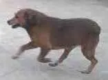 Cachorro ra a Srd idade 6 ou mais anos nome Bethoven
