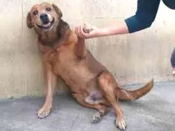 Cachorro ra a Srd idade 6 ou mais anos nome Bethoven