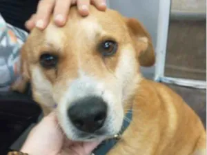 Cachorro raça Desconhecida idade 5 anos nome Forminha