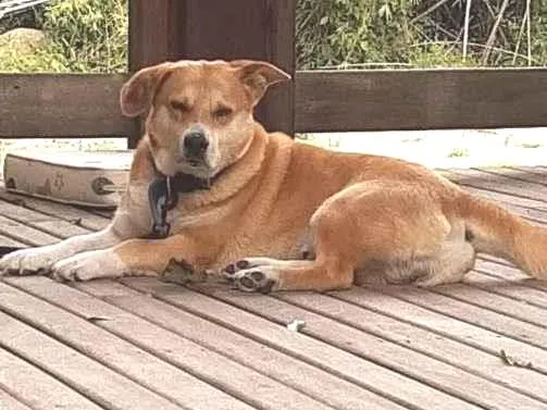 Cachorro ra a Desconhecida idade 5 anos nome Forminha