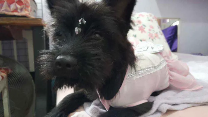 Cachorro ra a SRD idade 7 a 11 meses nome Flora