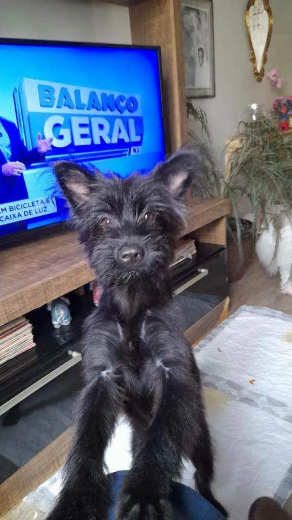 Cachorro ra a SRD idade 7 a 11 meses nome Flora