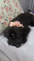 Flora