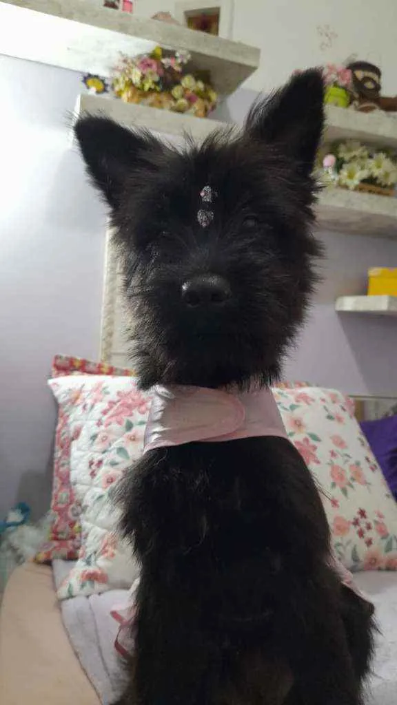 Cachorro ra a SRD idade 7 a 11 meses nome Flora