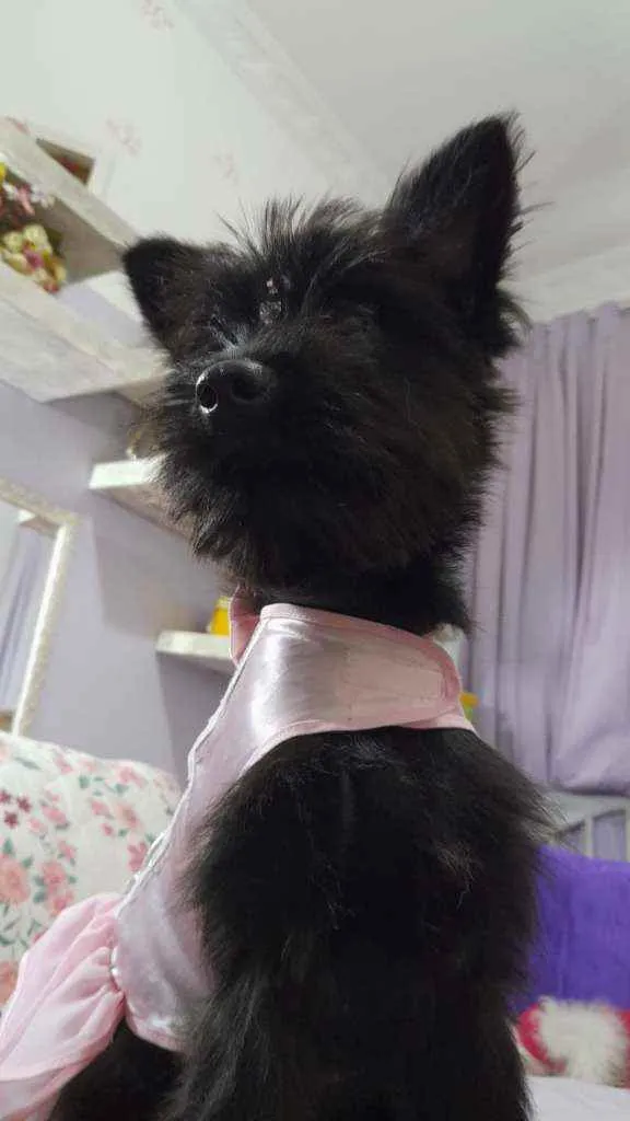 Cachorro ra a SRD idade 7 a 11 meses nome Flora