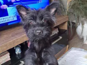 Cachorro raça SRD idade 7 a 11 meses nome Flora