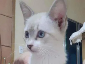 Gato raça Angorá Turco idade 2 a 6 meses nome Lilly 
