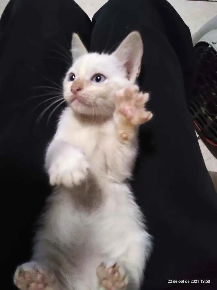 Gato raça Não sei idade 2 a 6 meses nome Sem nome