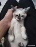 Gato raça Não sei idade 2 a 6 meses nome Sem nome
