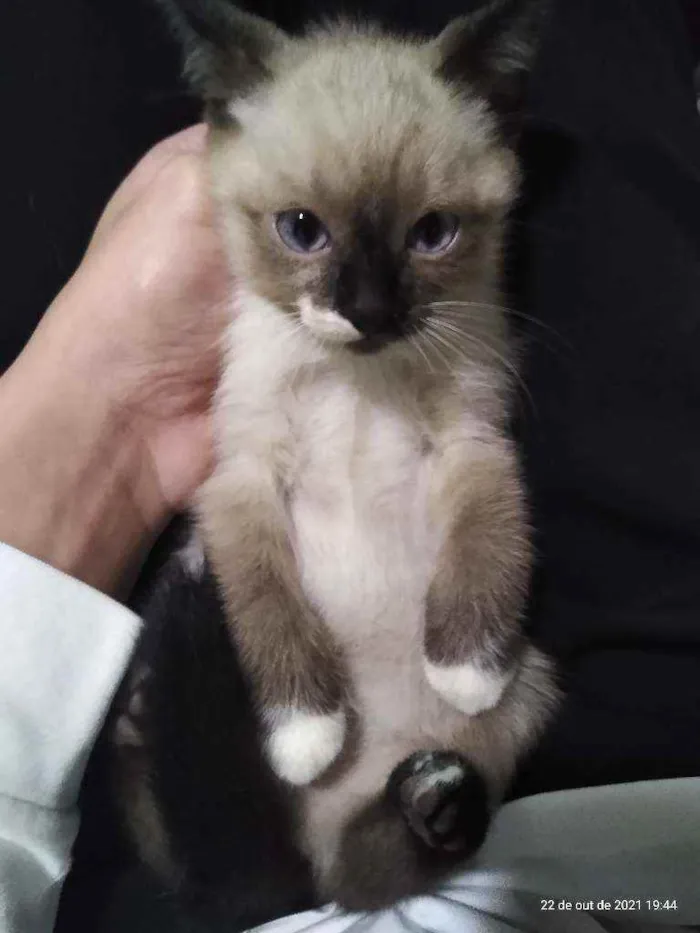 Gato raça Não sei idade 2 a 6 meses nome Sem nome